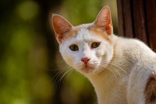 Free A white and ginger domestic cat with green eyes looks intently outdoors. Stock Photo