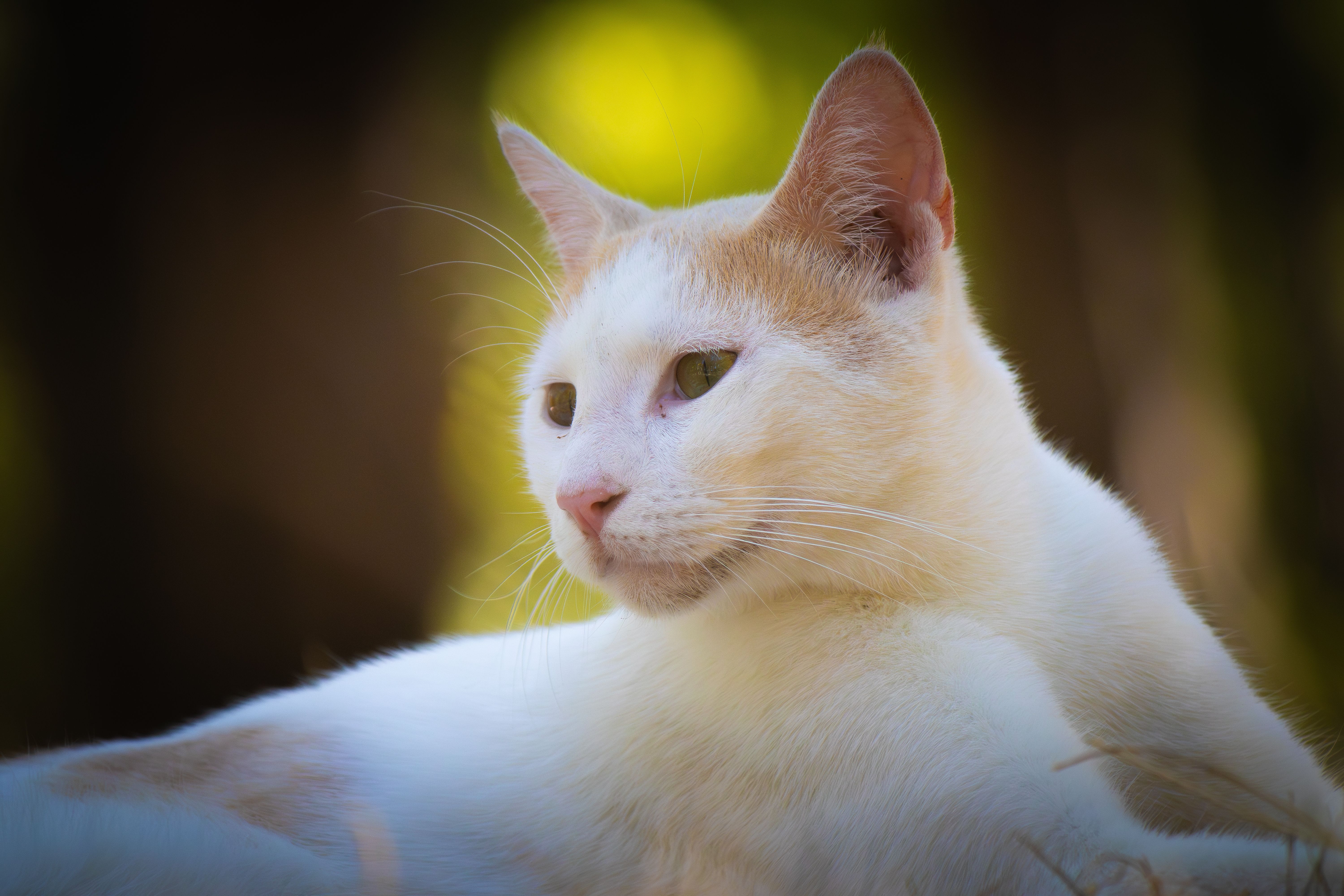 A cat undergoing diagnostic blood testing at a veterinary clinic
