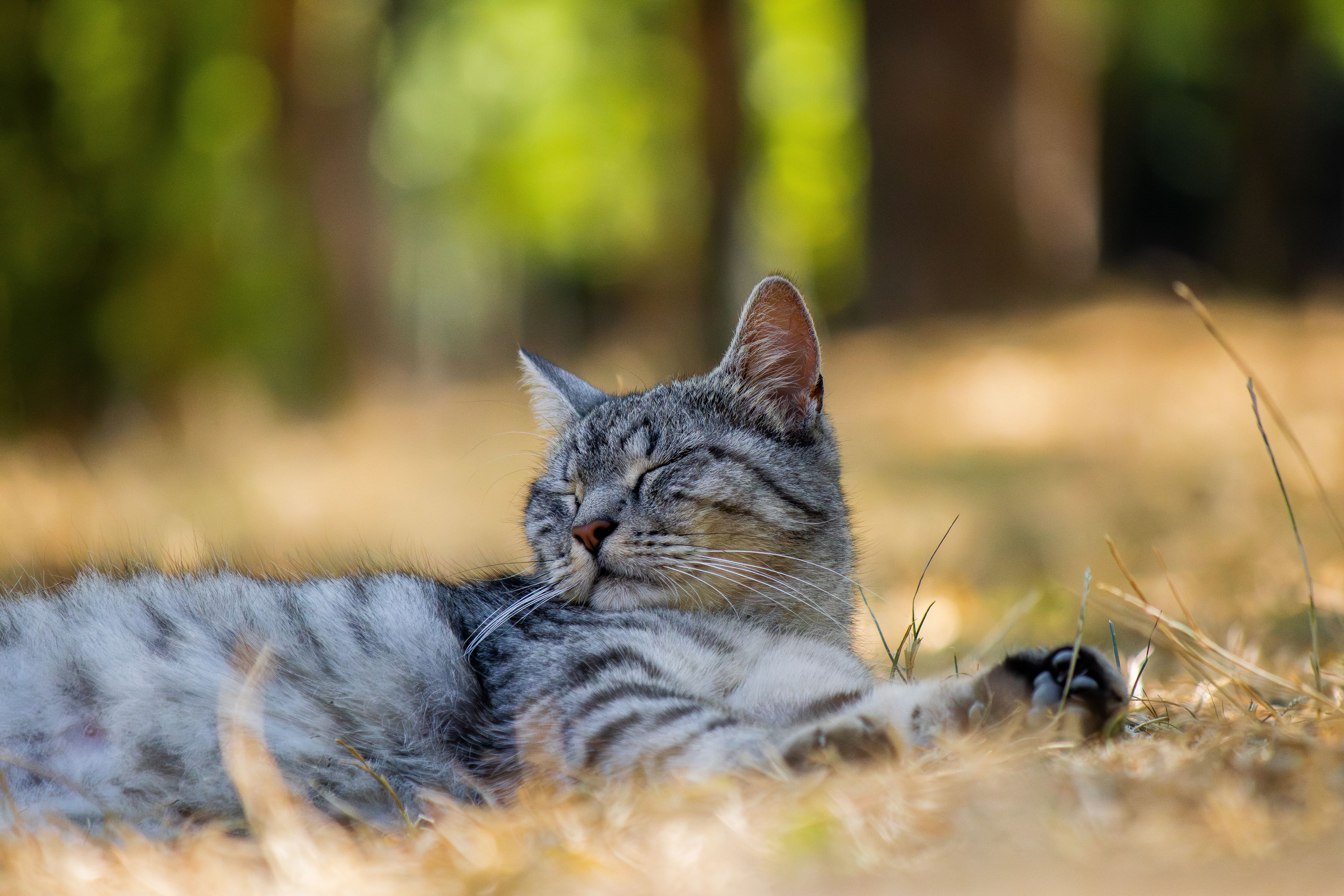 Gratis Un gatto soriano grigio dorme serenamente sull'erba asciutta al caldo all'aria aperta. Foto a disposizione