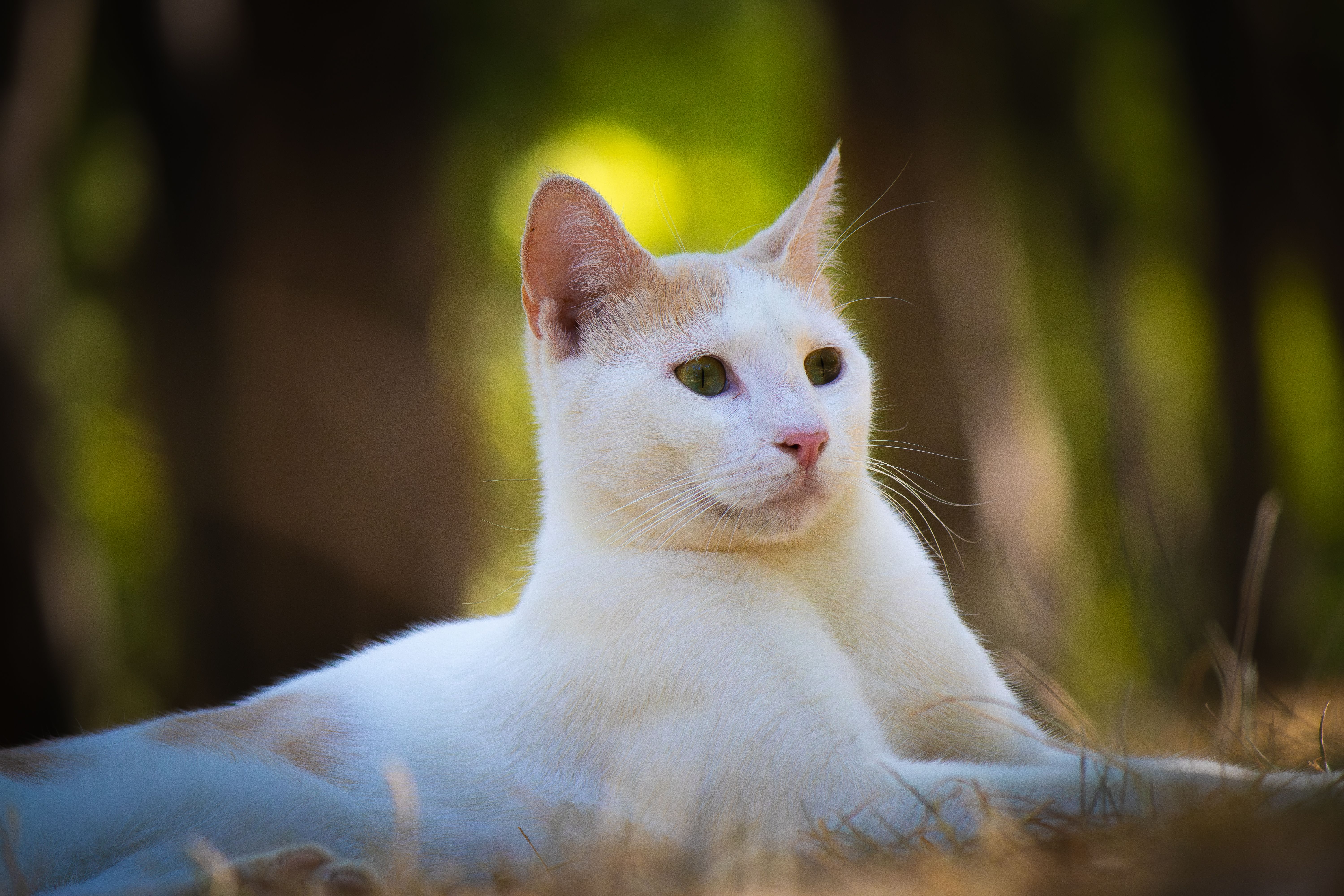Portrait of a cat at a veterinary clinic