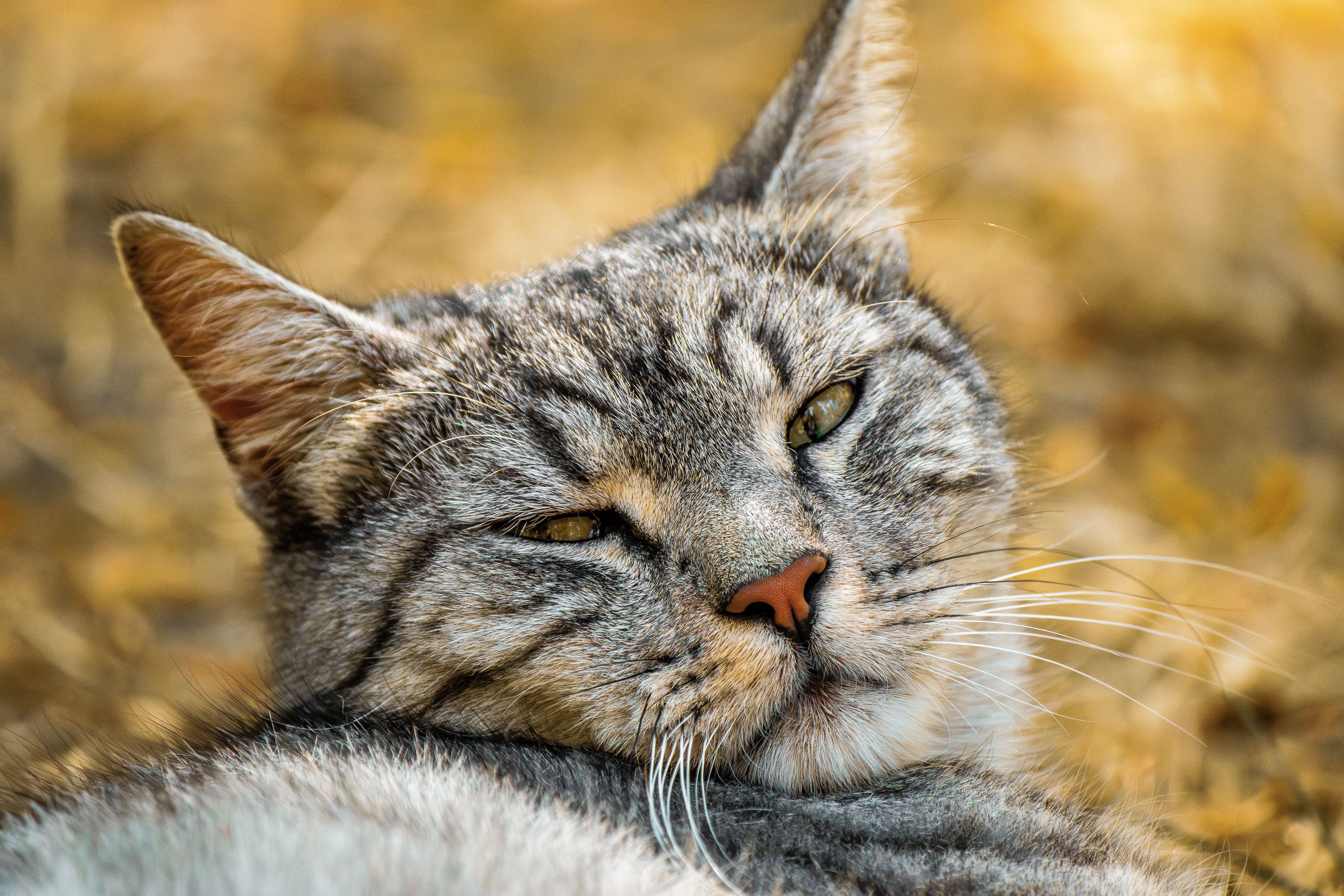 Veterinary care for a cat