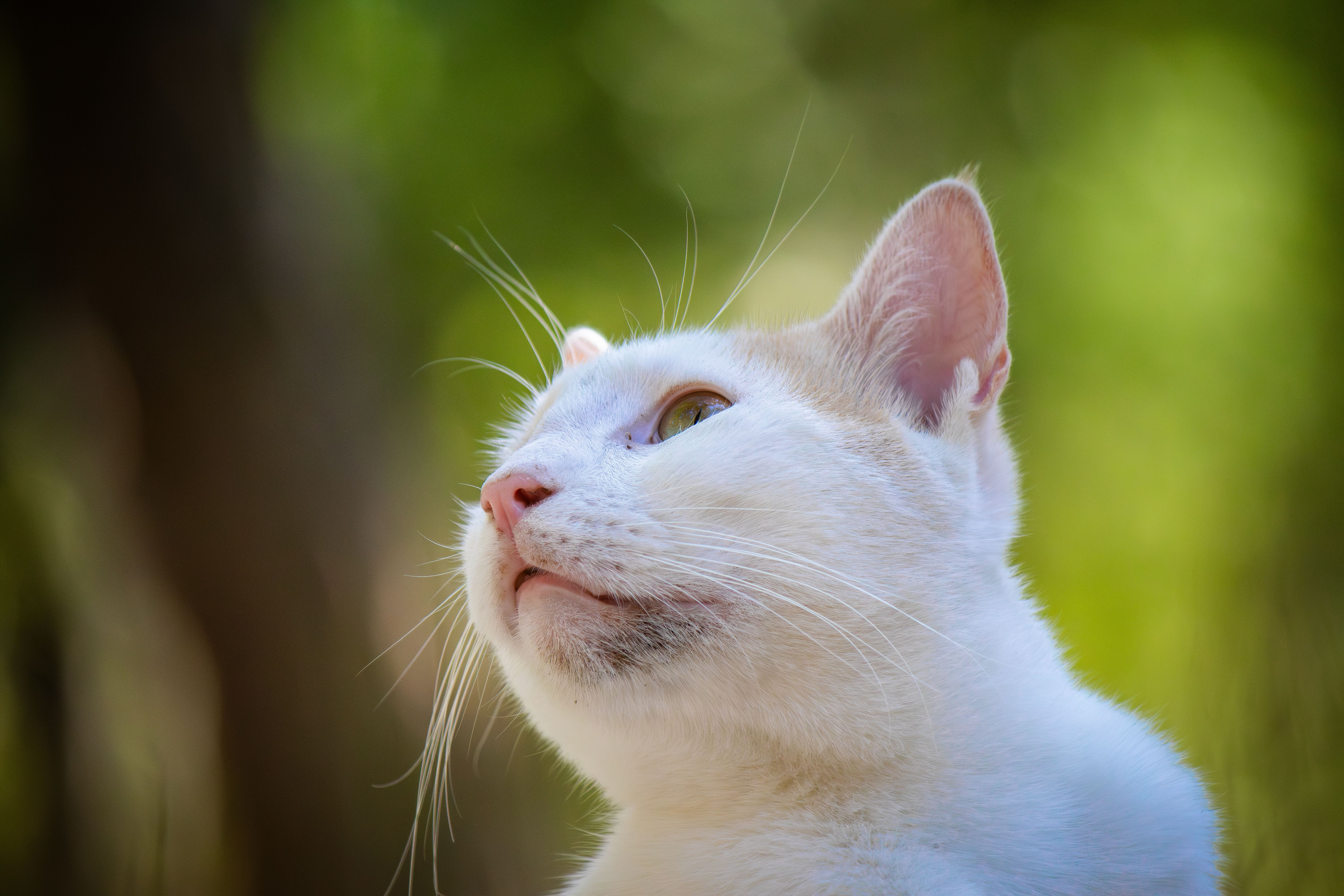 A cat undergoing diagnostic blood testing at a veterinary clinic
