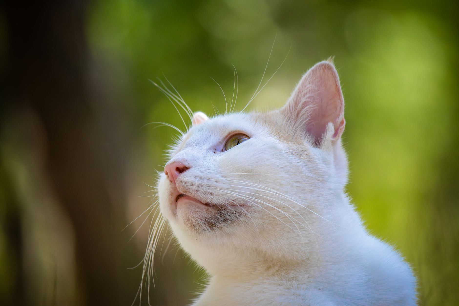 A cat undergoing diagnostic blood testing at a veterinary clinic