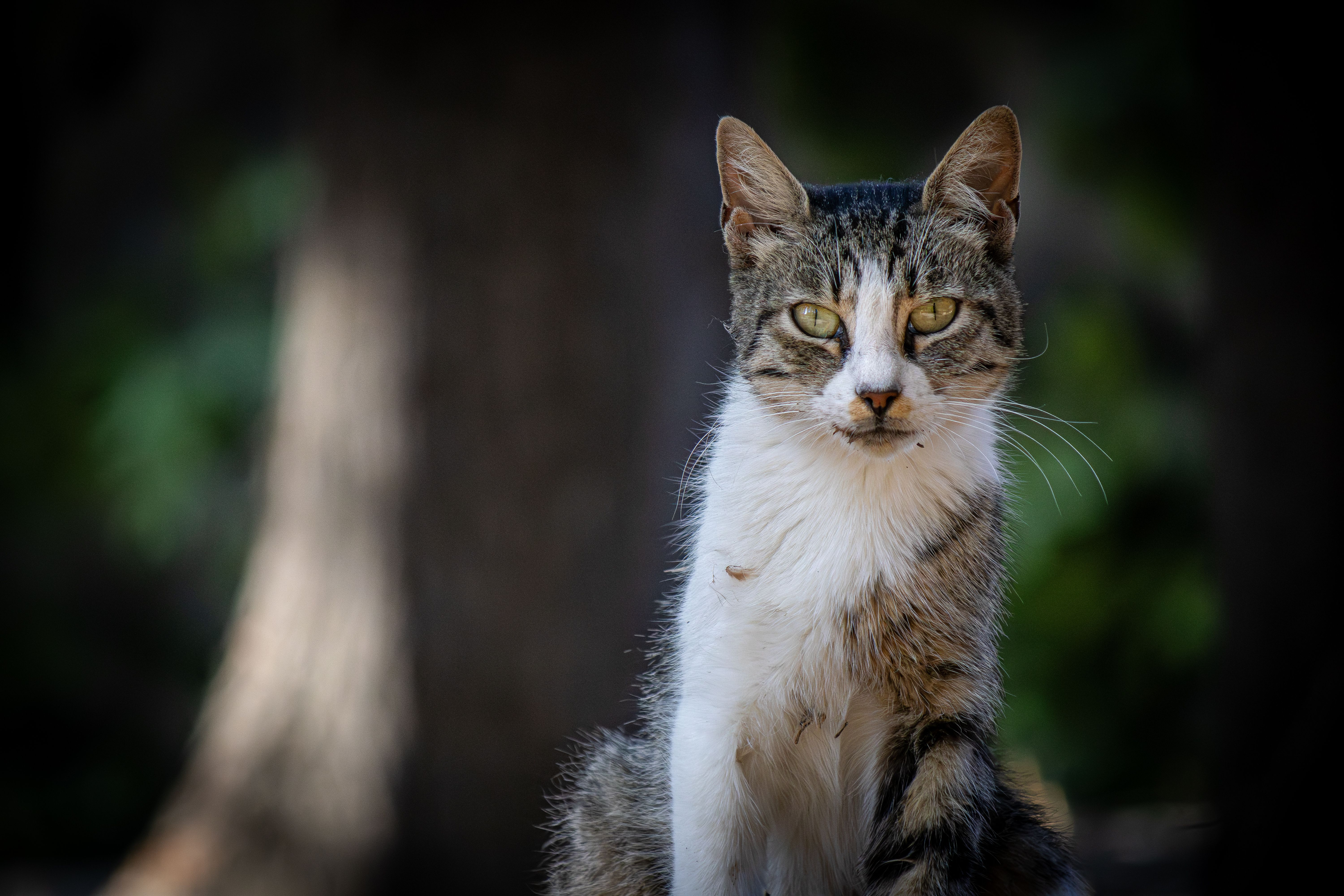 Close-up Portrait of a Stray Cat Outdoors · Free Stock Photo