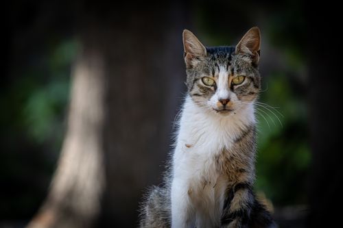 Free Sharp and focused close-up image of a stray cat in an outdoor setting, showcasing its distinct features and natural environment. Stock Photo