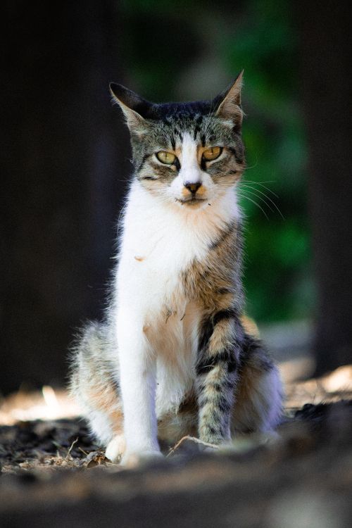Free A focused shot of a tabby cat sitting in a forest setting with sunlit background. Stock Photo