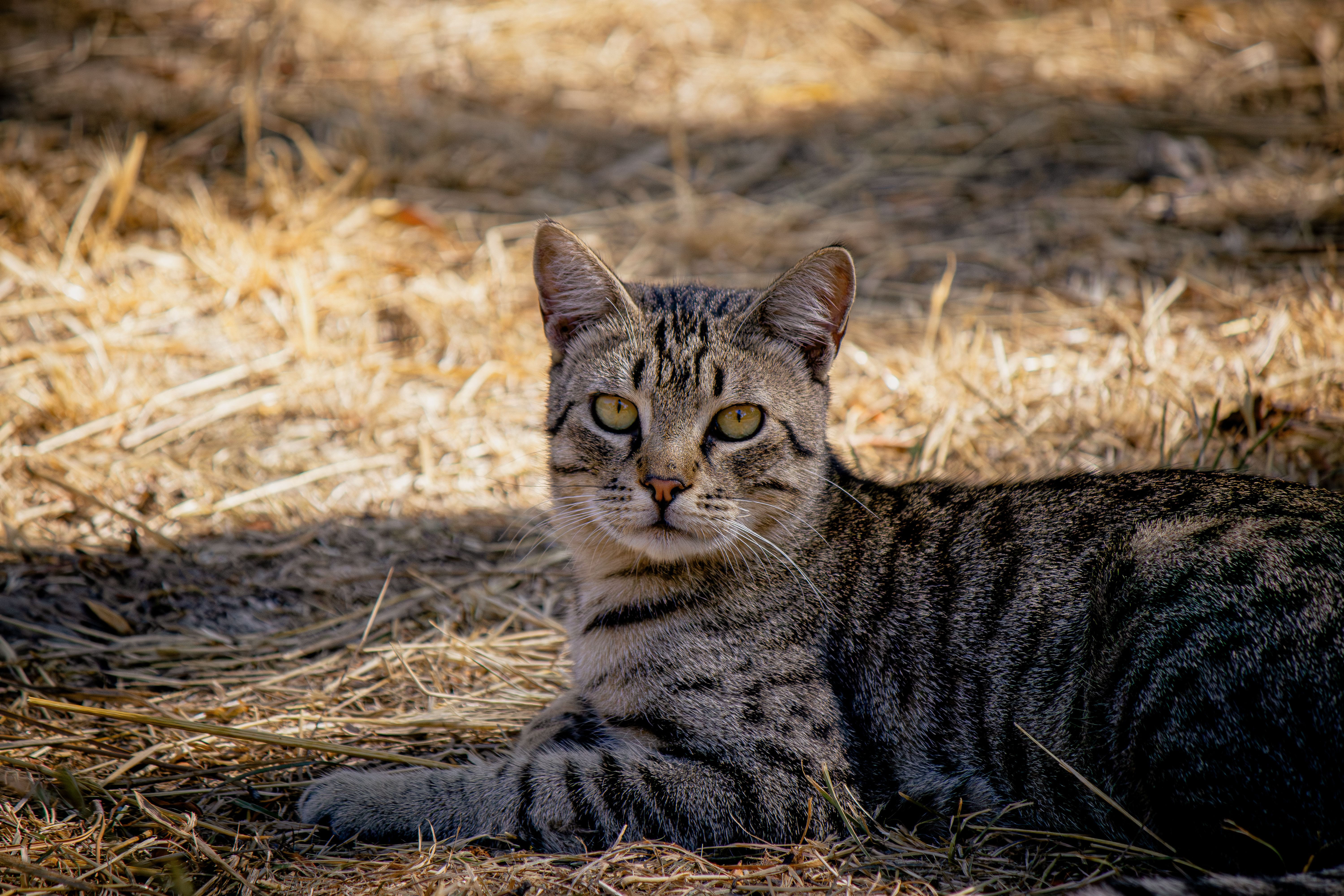Sheriff's Tip of the Week: Pet Safety on the Road - Polk County Itemizer — Photo by Emre Photography on Pexels