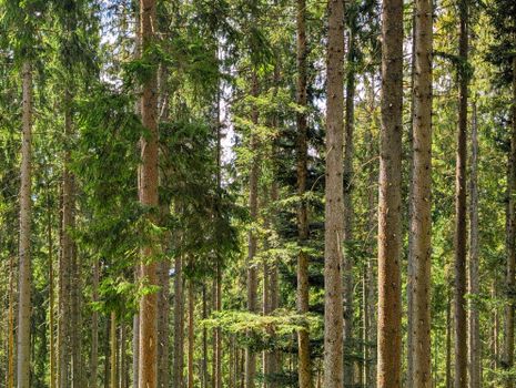 A serene view of a dense pine forest with sunlight filtering through the branches.