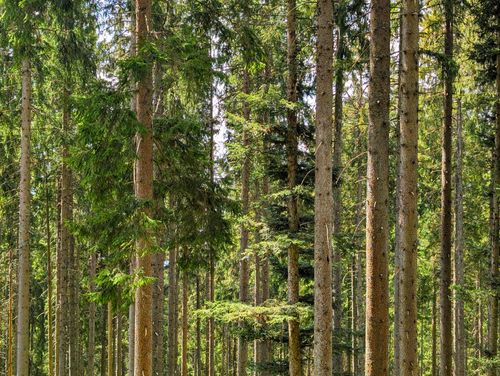 Free A serene view of a dense pine forest with sunlight filtering through the branches. Stock Photo