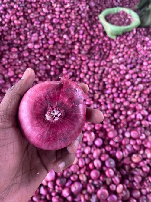 Free A close-up of a person's hand holding a fresh red onion against a background of many onions. Stock Photo