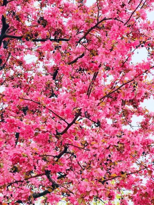 Free Stunning pink cherry blossom tree in full bloom during spring in Eskişehir, Türkiye. Stock Photo