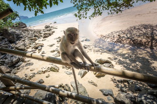 Free stock photo of animal, animals in the wild, asia