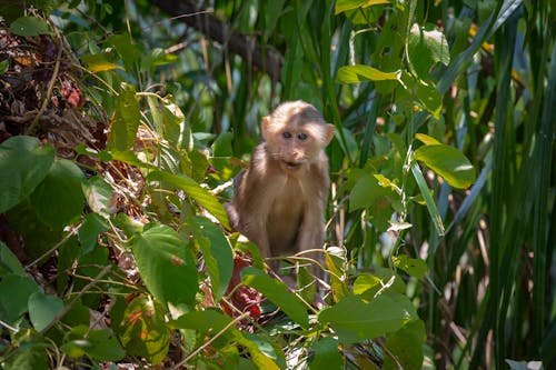 Free stock photo of animal, animals in the wild, asia