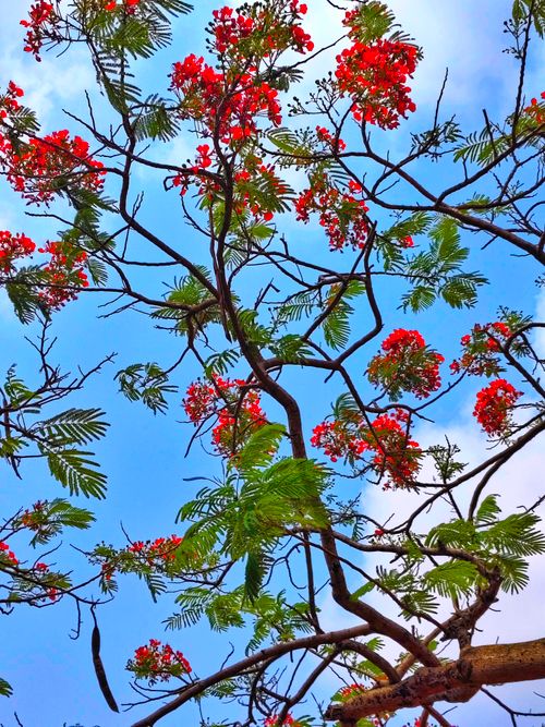 Free Branches of red-flowered tree against vivid blue sky, showcasing nature's beauty. Stock Photo
