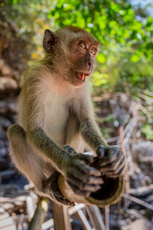 Singe Brun Assis Sur Une Bûche En Bois Brun