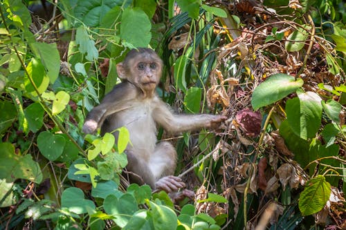 Free stock photo of animal, animals in the wild, asia