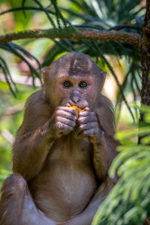 Brown Monkey Sitting while Eating