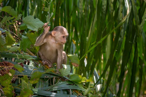 Brown Monkey Sitting on Banana Leaf