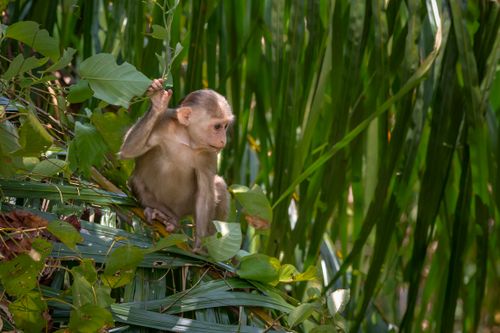 Free A young macaque sits among vibrant green leaves, showcasing wildlife in its natural habitat. Stock Photo