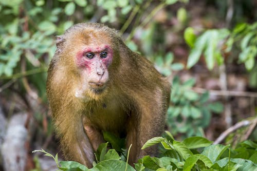 Free stock photo of animal, animals in the wild, asia