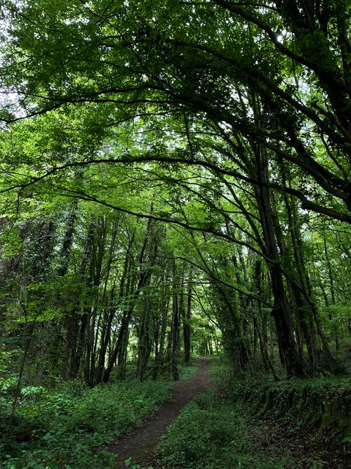 Free A tranquil forest path surrounded by dense green foliage, creating a serene and peaceful atmosphere. Stock Photo