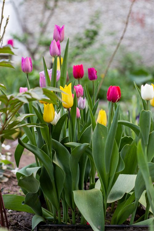 Free Colorful tulips blooming in a garden during springtime in Kyiv, Ukraine. Stock Photo