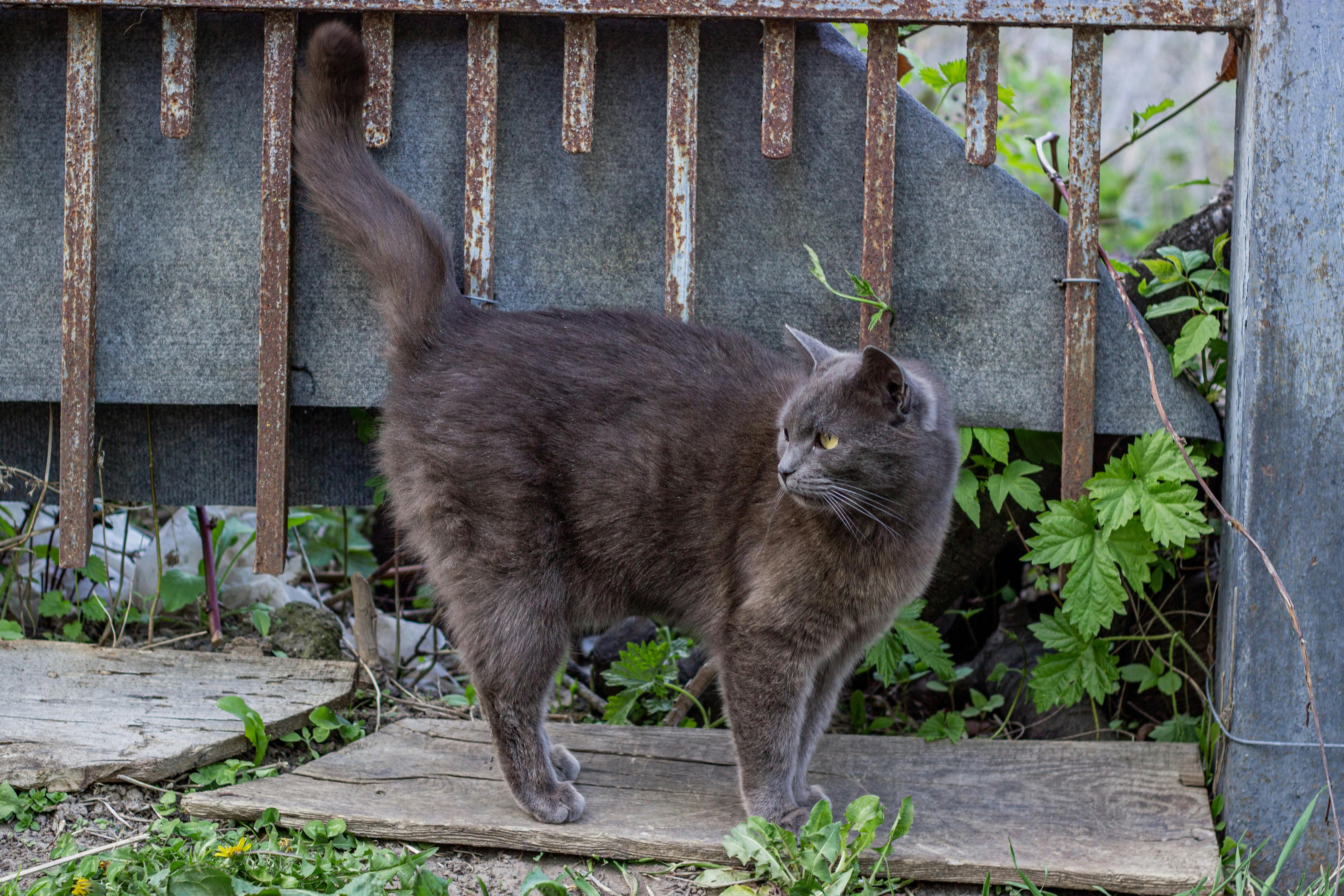 Gato resgatado em poste