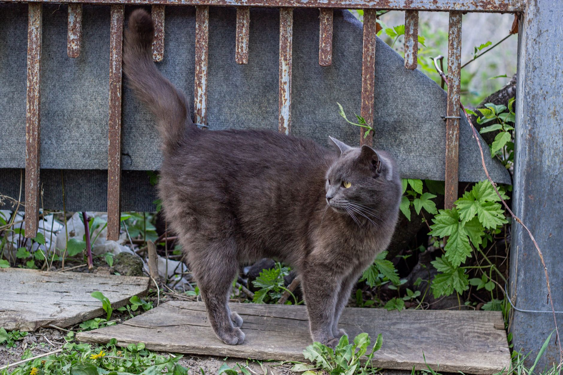 Gato resgatado em poste