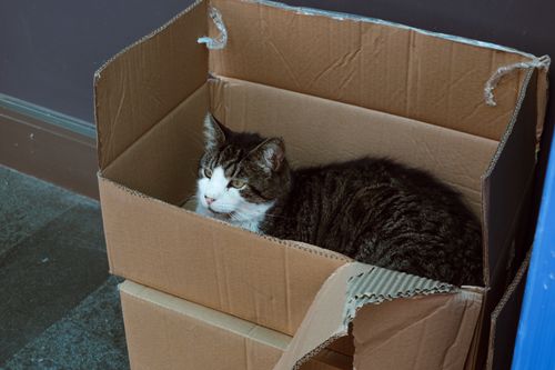 Free A tabby cat comfortably rests inside a cardboard box indoors. Stock Photo