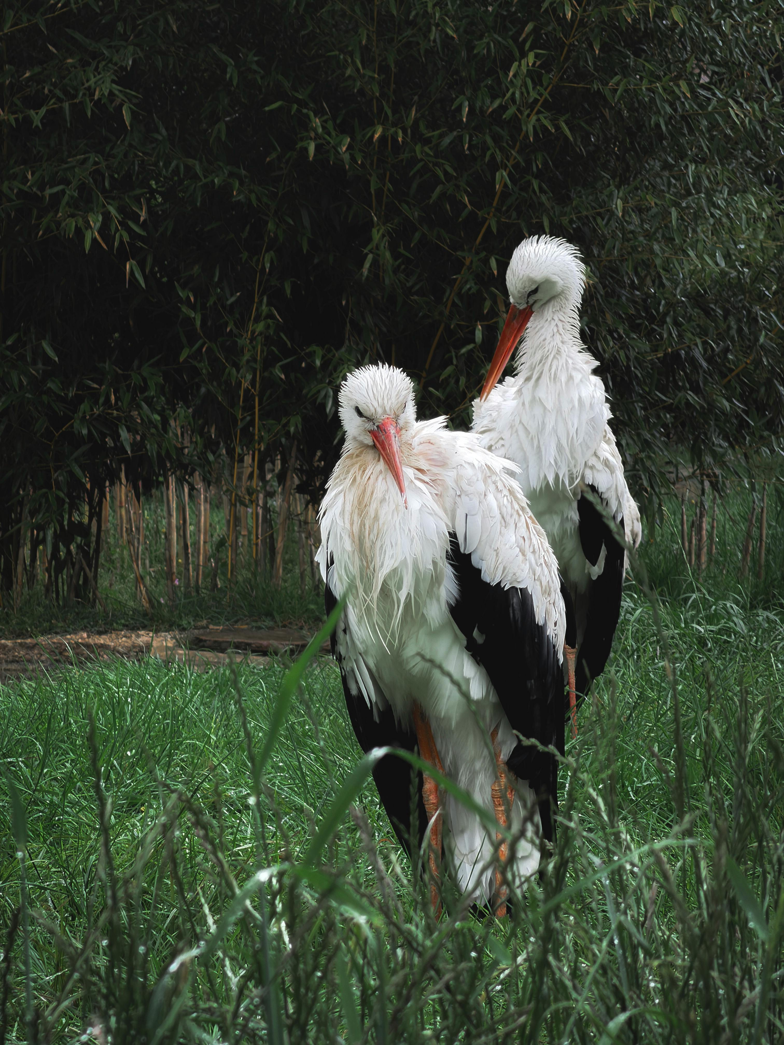 Two elegant white storks stand together in a green grassy area surrounded by foliage.