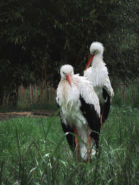 Two elegant white storks stand together in a green grassy area surrounded by foliage.