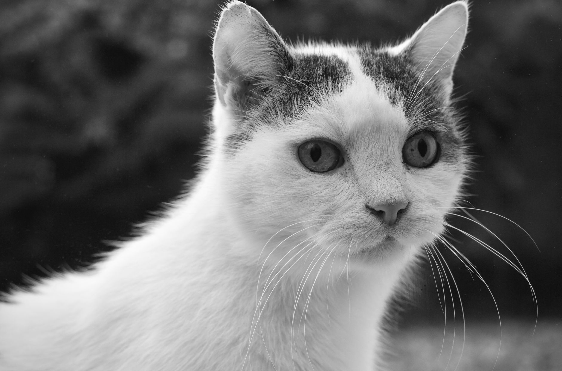 Veterinary care for a cat