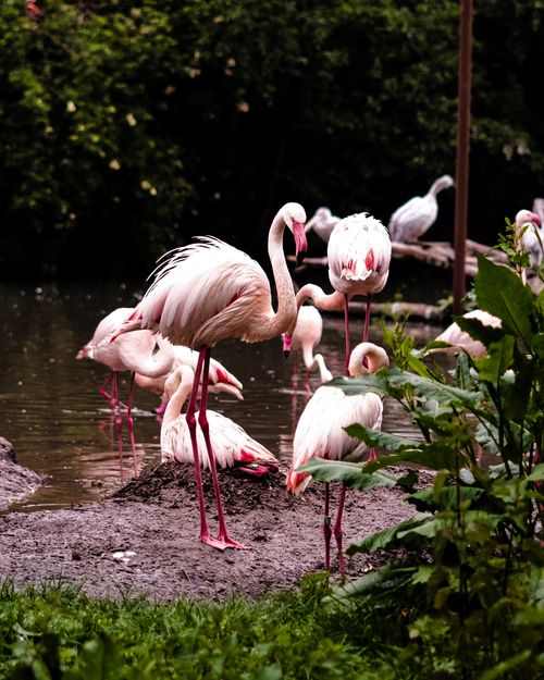 Free A charming group of vibrant flamingos standing by a pond, surrounded by lush greenery. Stock Photo