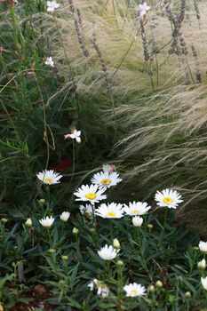Charming meadow scene featuring white daisies amidst lush green foliage and wispy grasses.