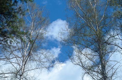 Free View of a clear blue spring sky framed by bare trees, capturing a serene and peaceful moment in nature. Stock Photo