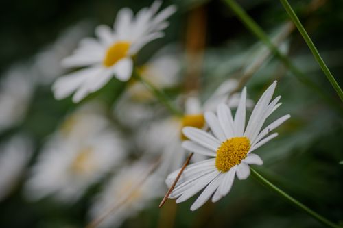 Free Beautiful close-up of white daisies with a yellow center, showcasing nature's elegance. Stock Photo