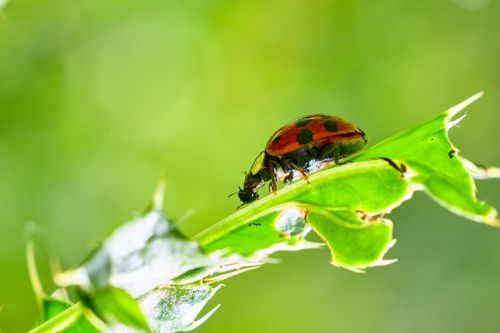 Free Detailed macro image of a ladybug on a green leaf in a lush, natural setting. Stock Photo