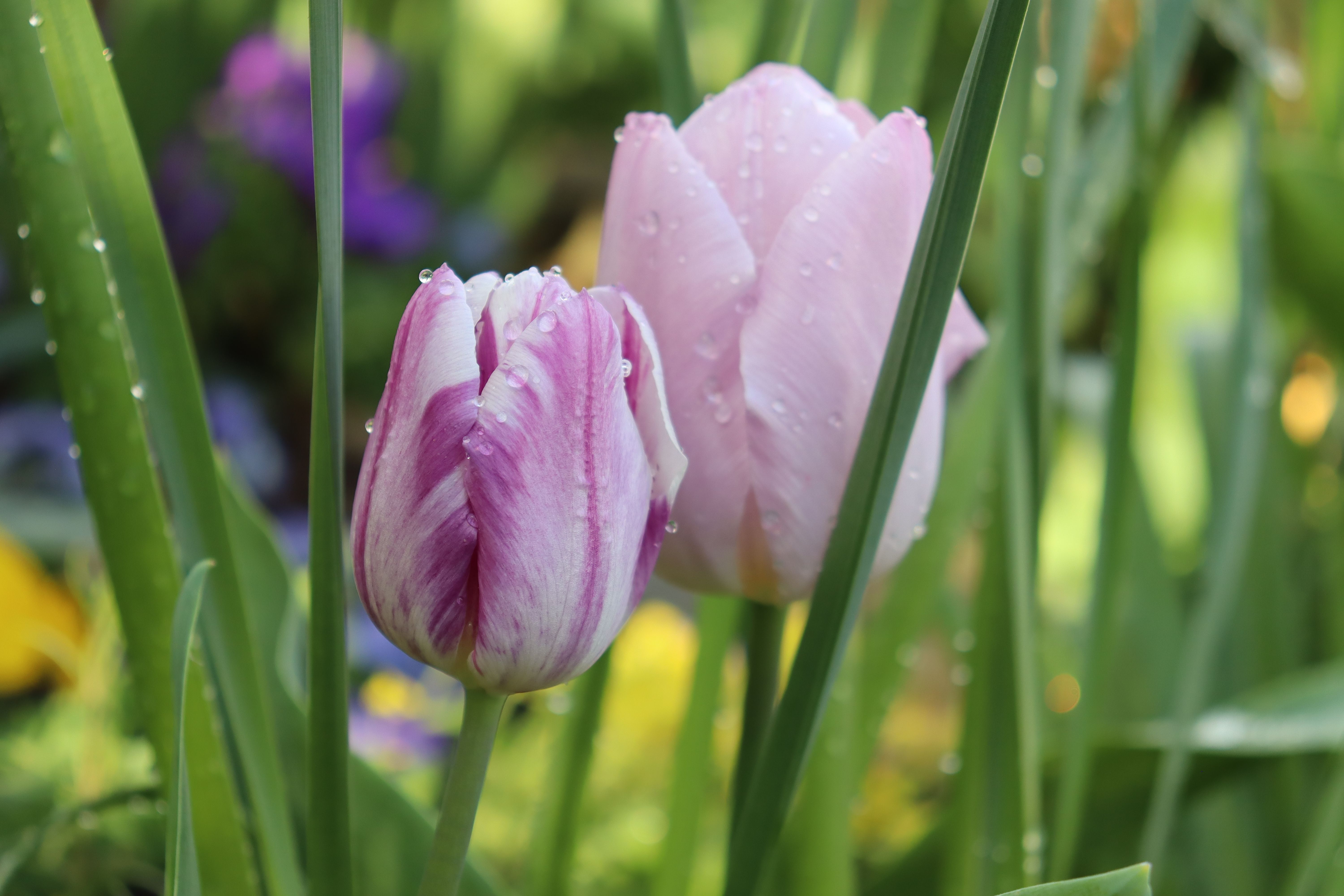 Celebrate Gardening Season With a New Pair of Gloves: Here Are the Best We Tested — Photo by Honglei Yue on Pexels