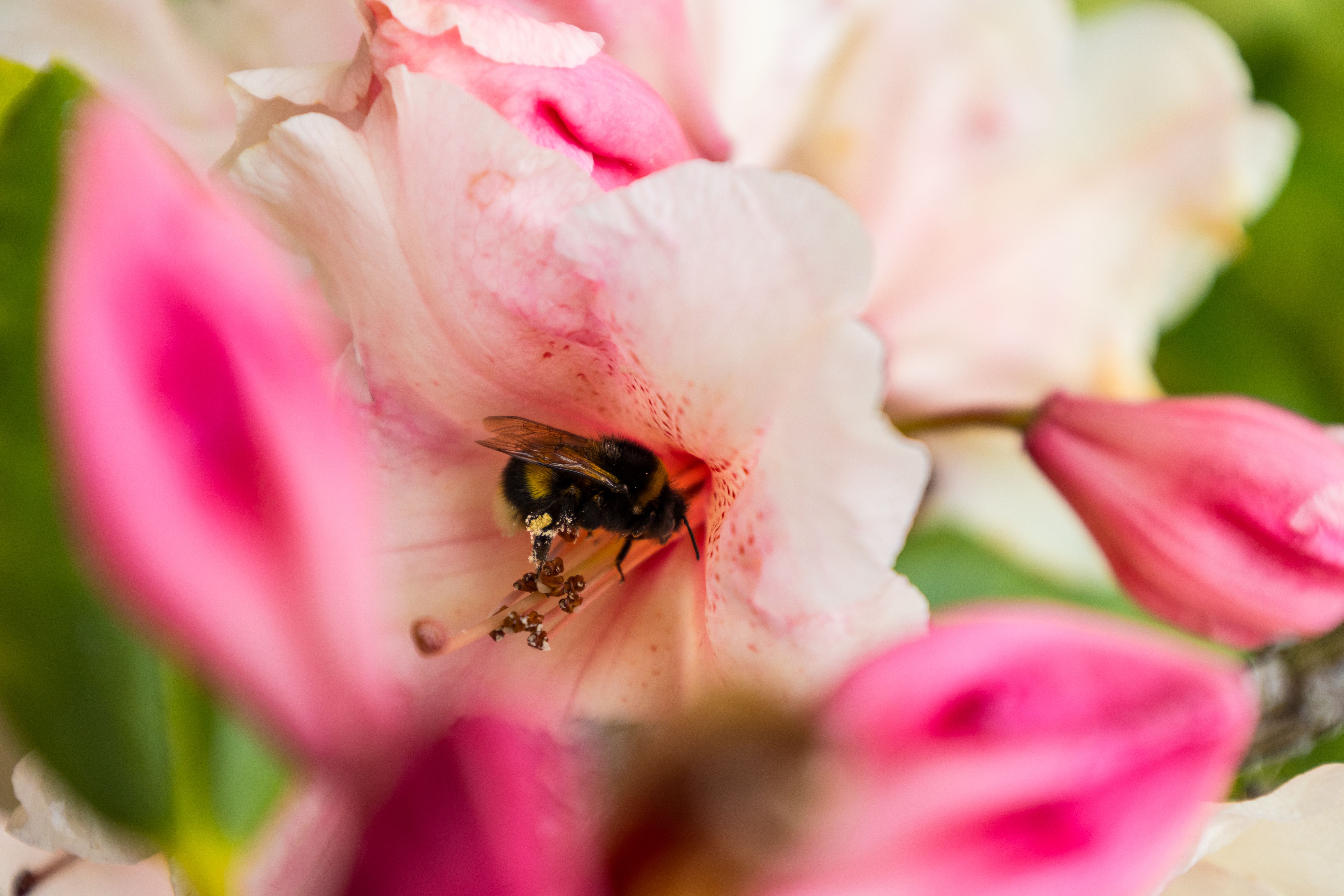 Close-up of a bee collecting nectar from a vibrant pink flower, symbolizing spring