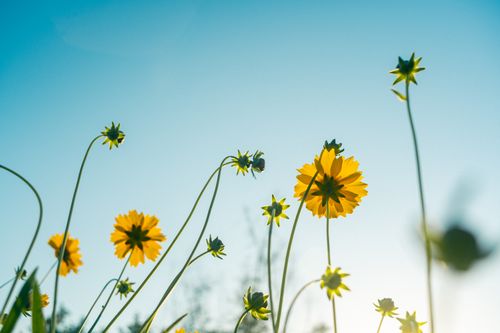 Free Captivating low-angle shot of yellow wildflowers basking in a clear blue sky during sunset, showcasing nature's beauty. Stock Photo