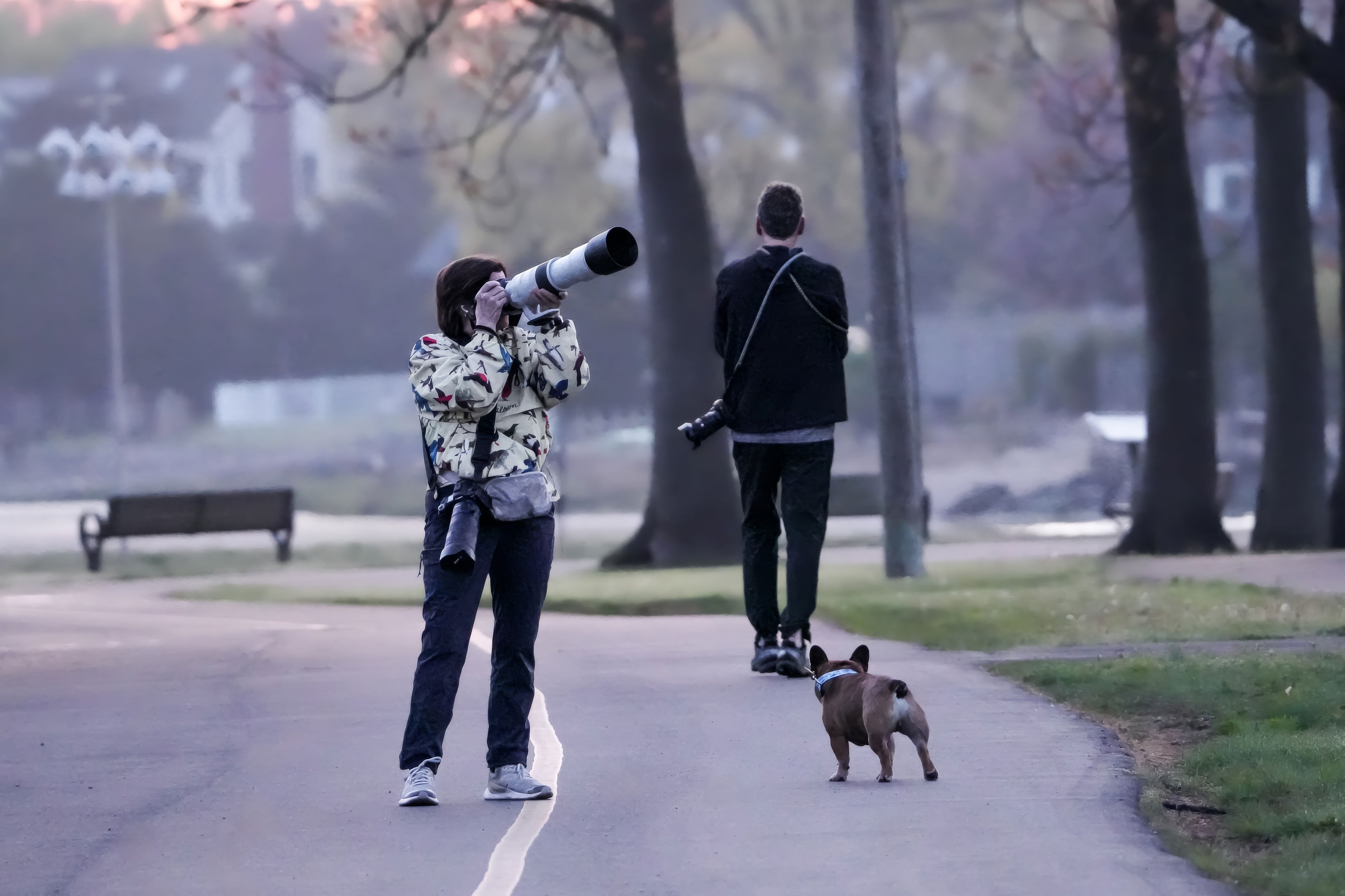Two photographers capture scenes in a park with a French Bulldog during twilight.