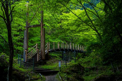 Free A picturesque wooden bridge amidst dense green foliage in a tranquil forest. Stock Photo