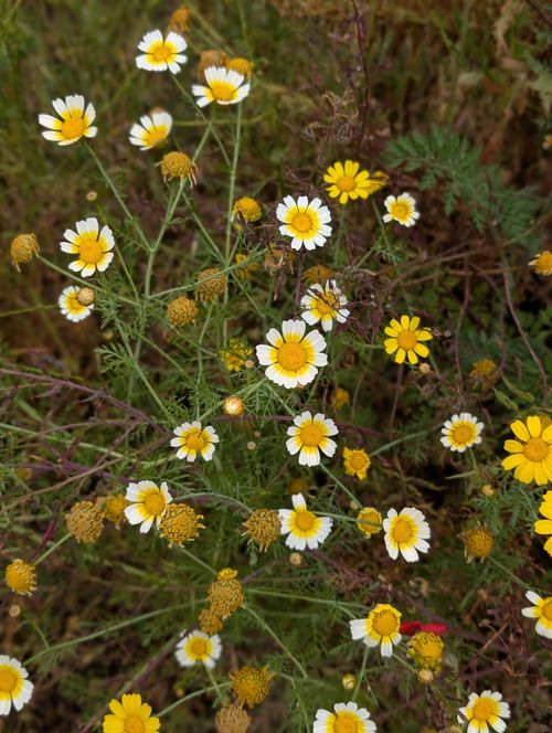Free Brightly colored wild chamomile flowers in full bloom outdoors during spring. Stock Photo