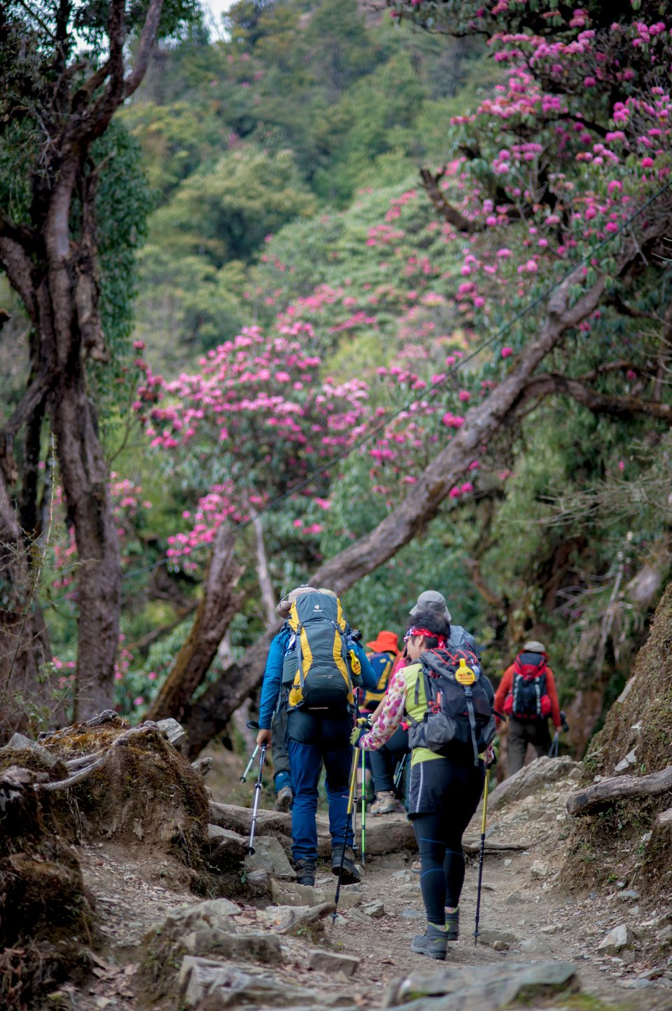 Walkers on a stone trail through a Nepali forest of rhododendron trees in full pink flower