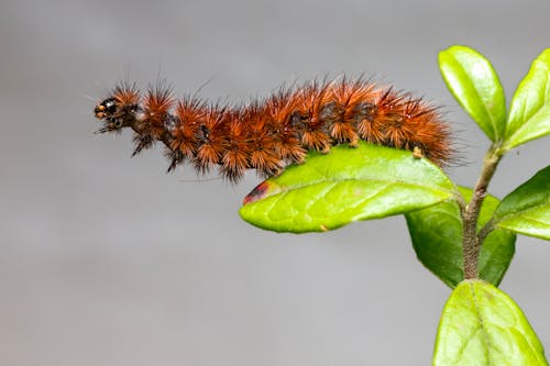 Brown Caterpillar on Green Leaf