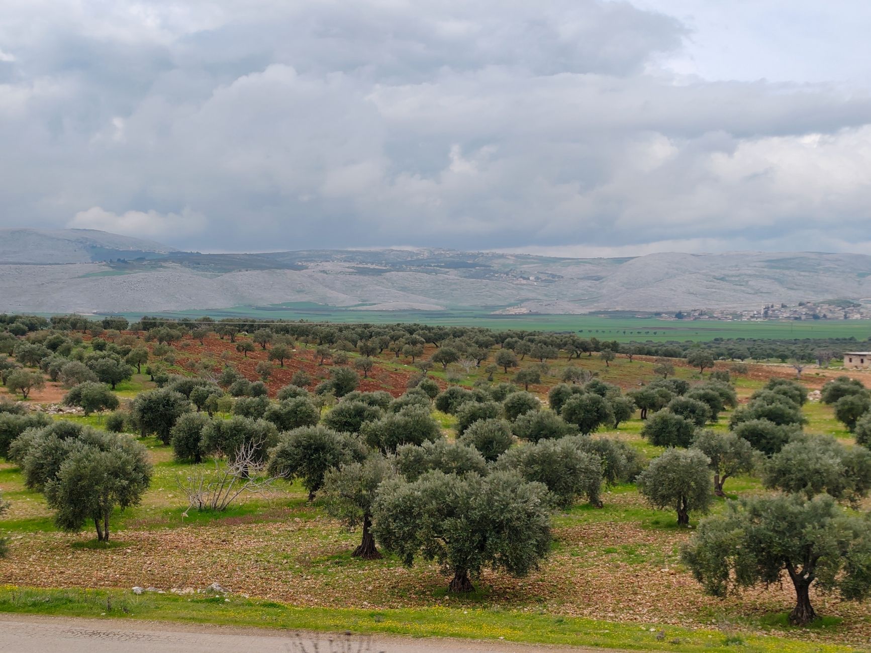 Expansive olive trees under cloudy skies in scenic Syrian countryside.