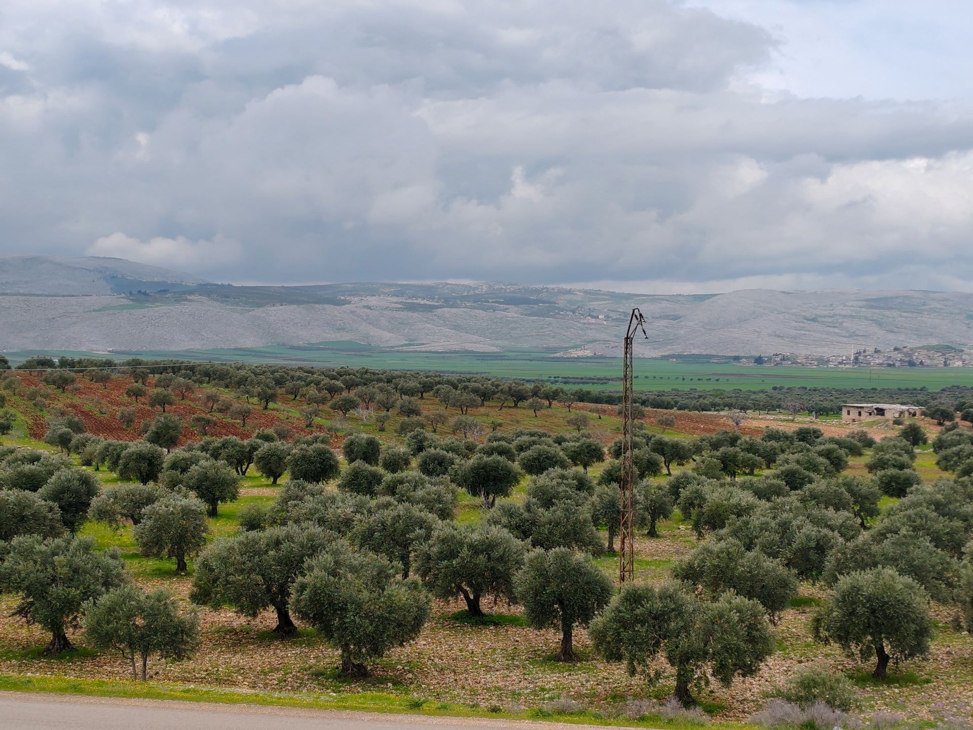 Olivos y colinas onduladas en Cisjordania