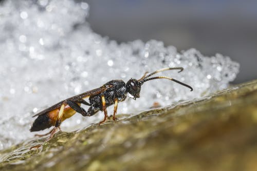 Free stock photo of backdrop, bug, clamber