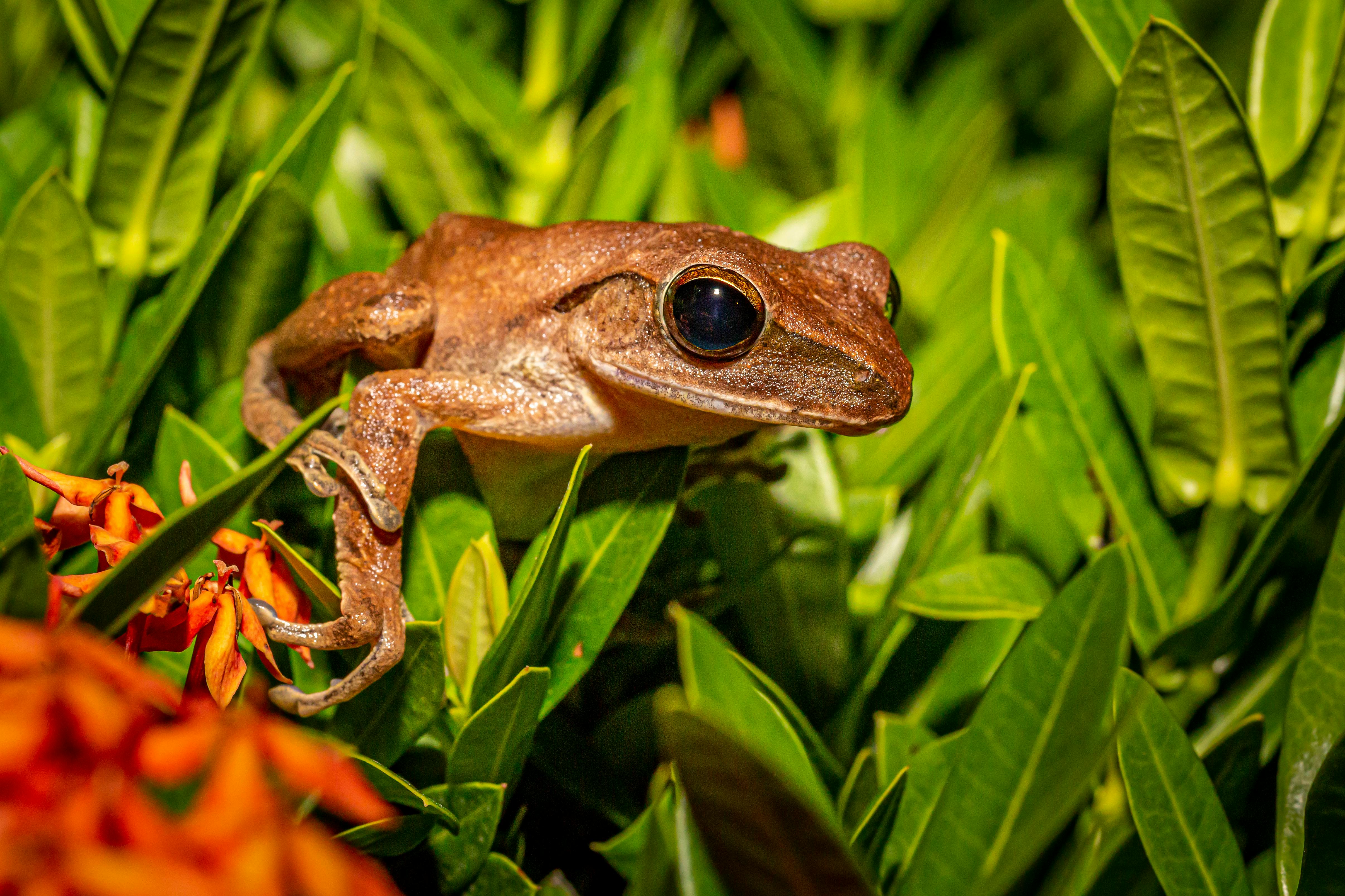 泰国奥南的绿叶中，隐藏着一只多头蛙的详细照片