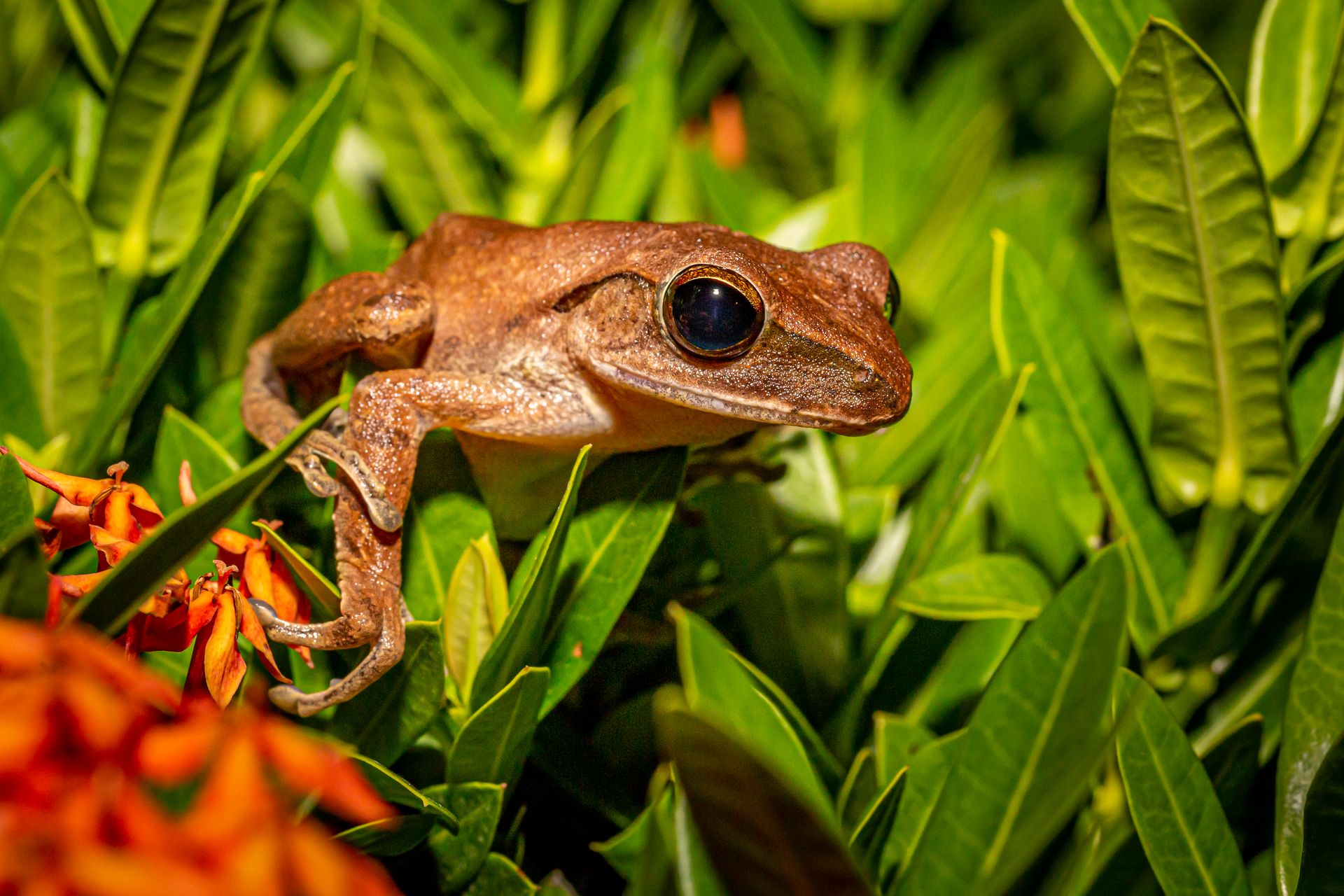 Brown Frog on Green Leaves